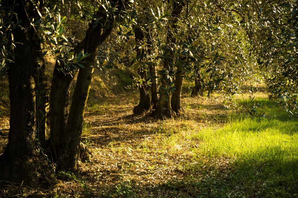 Podere Poggio Mendico Arezzo Exteriör bild