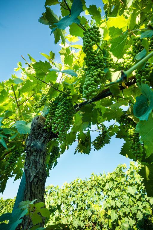 Podere Poggio Mendico Arezzo Exteriör bild